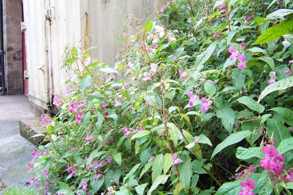Himalayan balsam 3 - PCA
